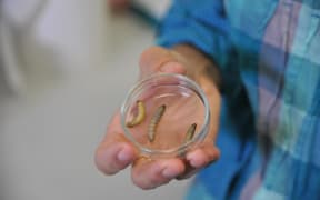Some of the plastic-eating caterpillars.