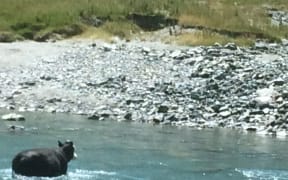 Cattle in Matukituki Valley