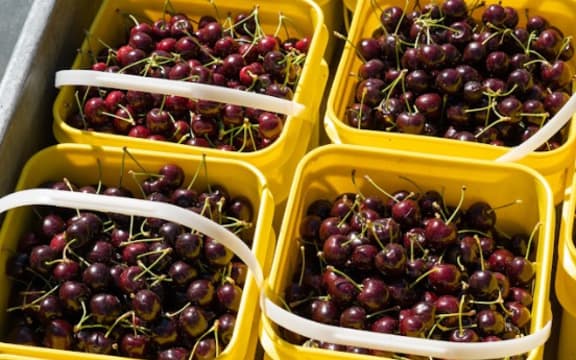 Cherries harvest in Cromwell