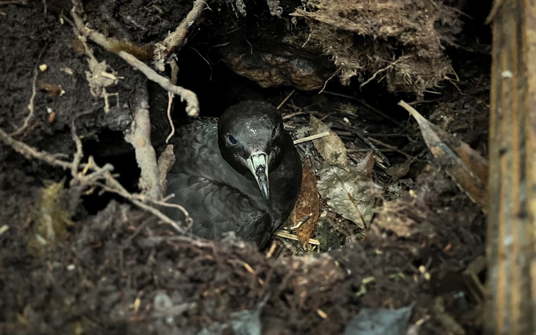 An adult Black Petrel in its burrow at night.
