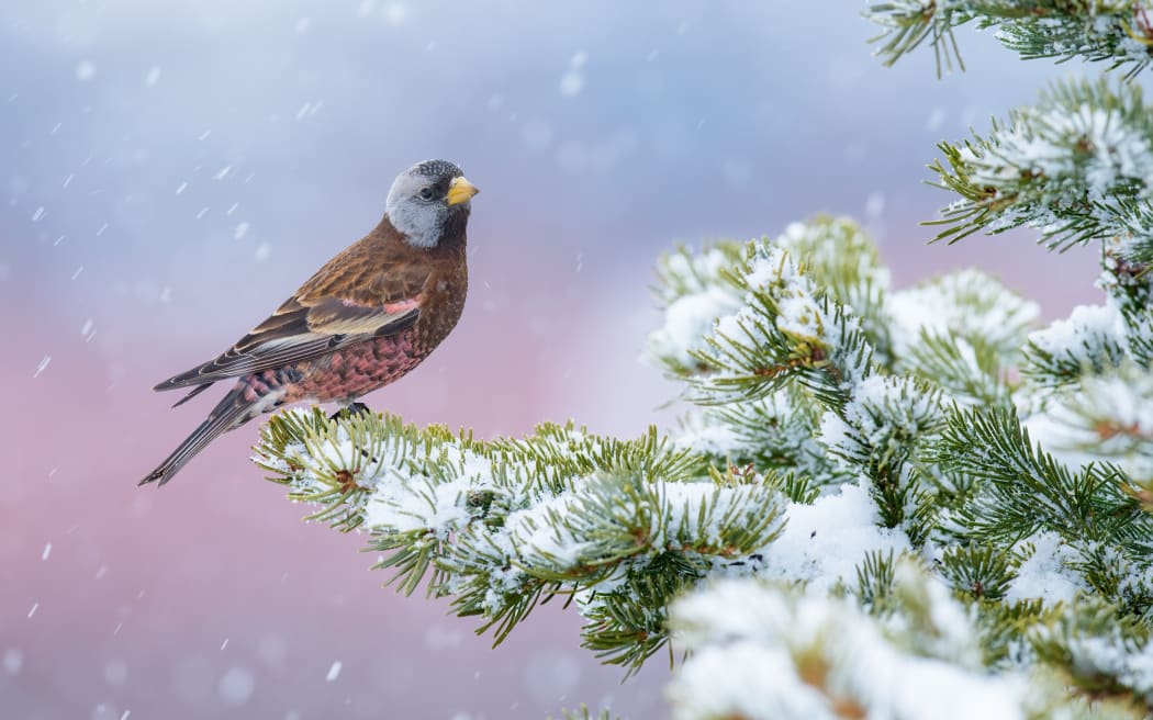 A Grey-crowned Rosy-finch sits on a branch covered in snow in Alaska.