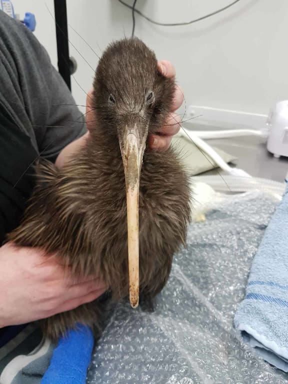 A groggy looking Tawahi is being looked after by Kiwi Birdlife Park staff.