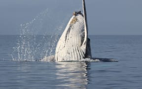 An international study involving researchers from the University of Auckland shows humpback breeding is getting more competitive, which suggests the population is growing.