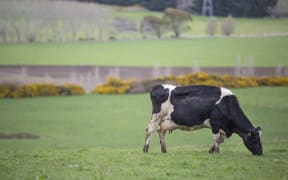 FOR WATER TAX story - Generic cow