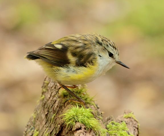 A female rifleman. Rifleman and rock wrens are the only two surviving members of an ancient group of endemic New Zealand wrens.