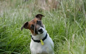 This is Tess, a Jack Russell who growls & shows her teeth at her owner after he gives her a bone