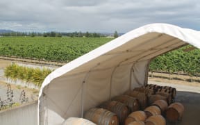 Te Whare Ra vineyard ready for harvest