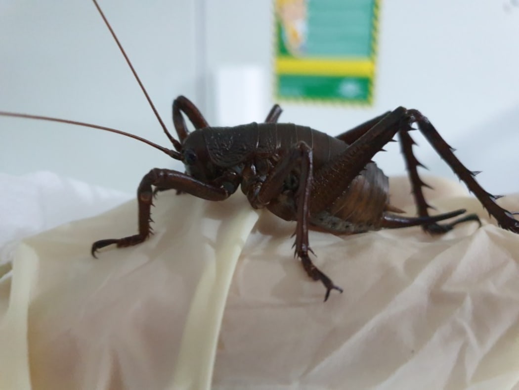 Mahoenui giant wētā
