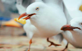 A seagull grabs a hot chip from a table.