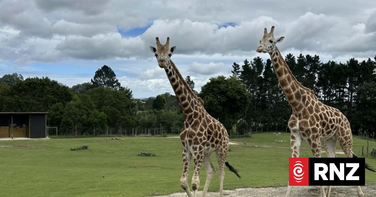 A long time coming but new home for giraffes at Hamilton Zoo finally taking shape
