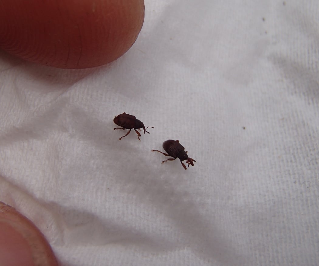 Darwin's barberry seed weevils