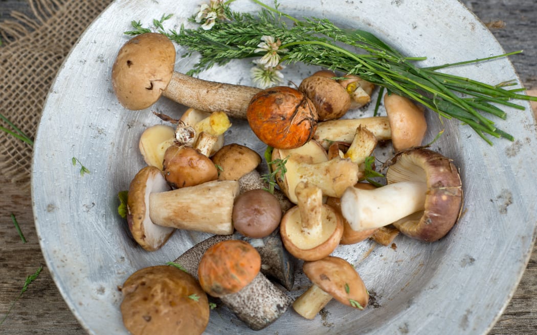 Fresh woodland fungi with boletus mushrooms with moss and wild grass and flowers over rustic wooden background