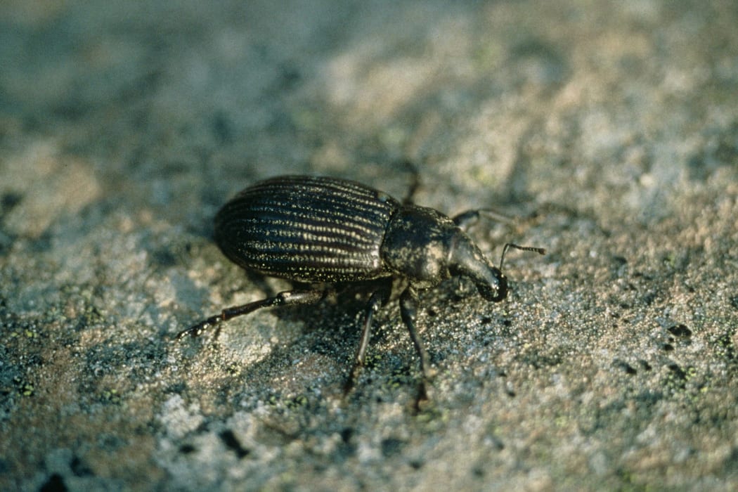 Wellington south coast speargrass weevil (Lyperobius huttoni)