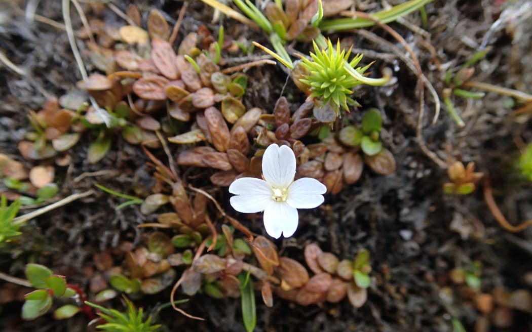 Epilobium angustum