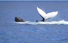 Humpback whale on the surface, Fraser Island, Australia.