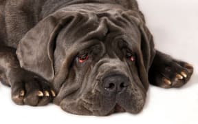 Neapolitan Mastiff with sad face