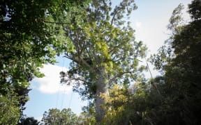 A large Kauri tree on the side of the road on the way to one of the many track entrances to the Waitakere Forest.