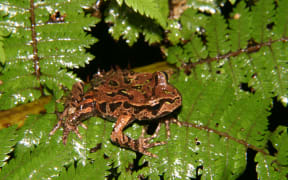 Archey's frog