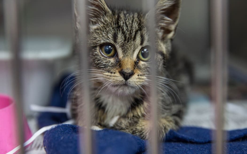 A kitten waiting to be desexed at an Auckland SPCA.