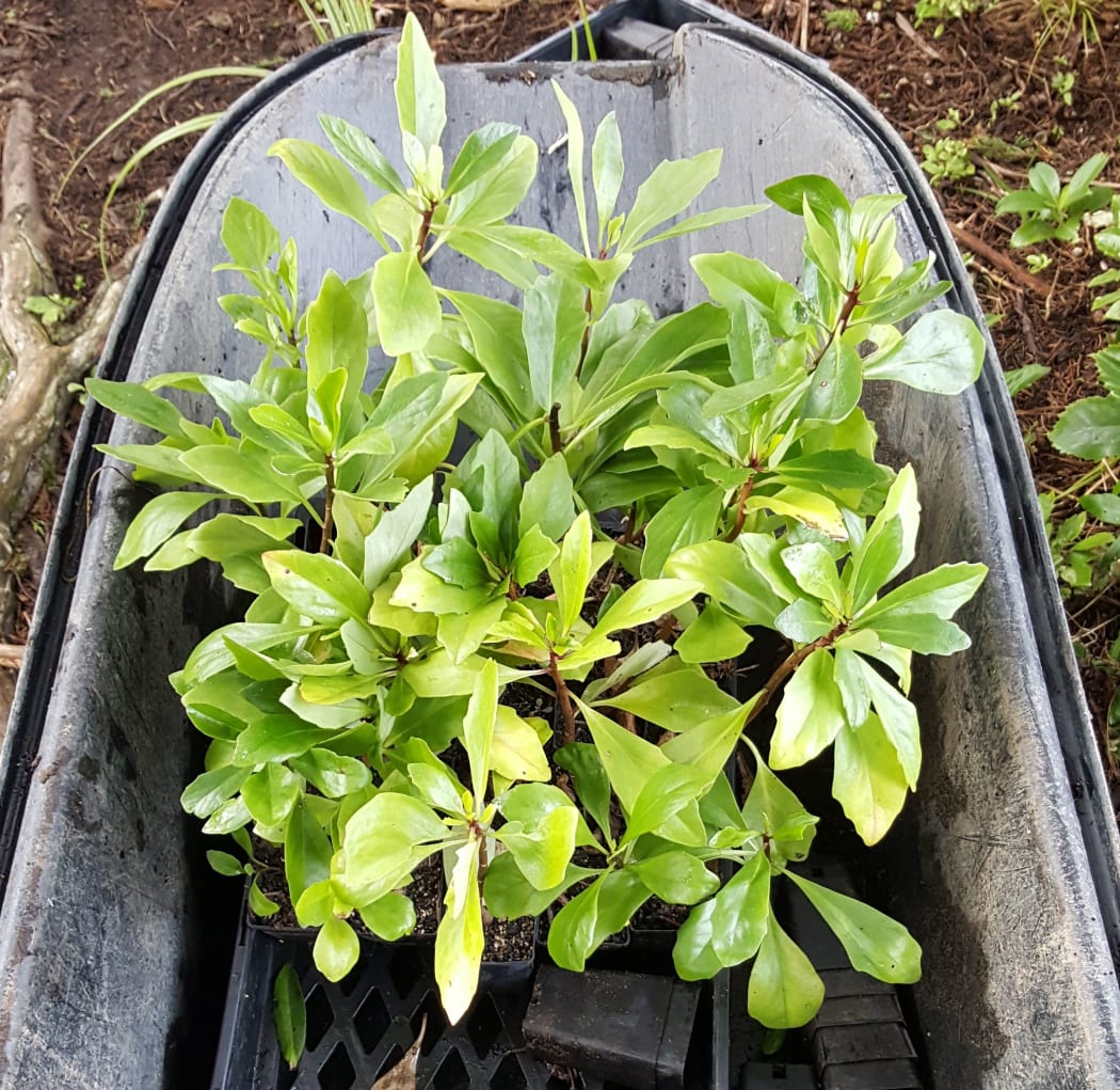 Kohurangi seedlings ready for planting.