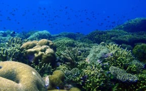 Coral Reef, live