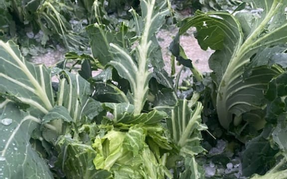 Hail on vegetables.