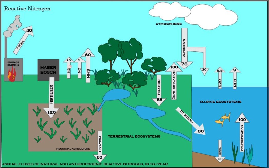 Reactive Nitrogen Global Annual Fluxes