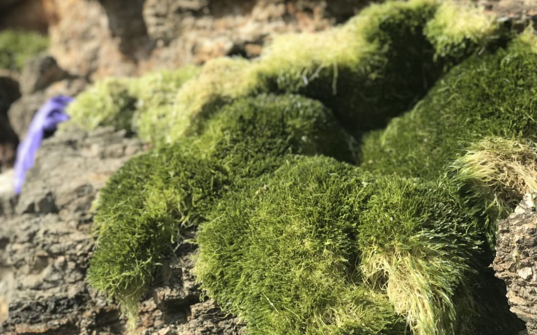 Huge carpet like caulerpa clumps washed up at Om`kiwi Cove by ex Tropical Cyclone Tam over Easter