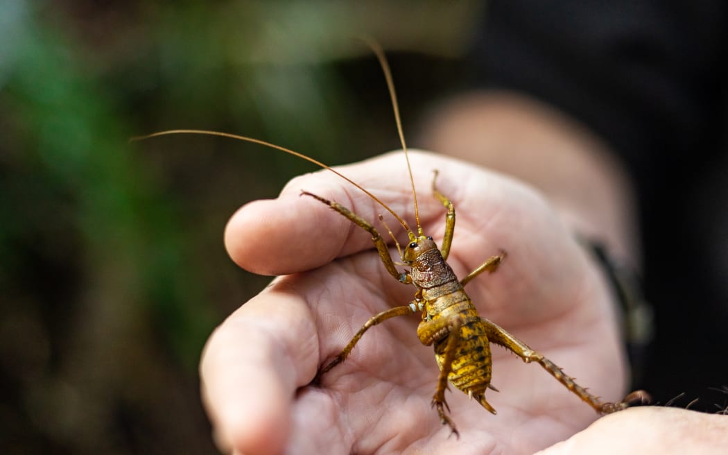 One of the giant wētā moved to Sanctuary Mountain Maungatautari.