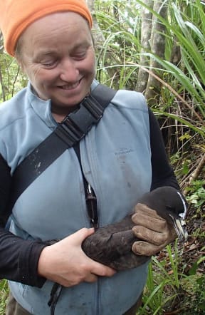 Biz (Elizabeth) Bell has studied black petrels for 19 years, and hasn't lost her enthusiasm for what she calls "magic birds". The bird she is holding is marked with a stripe of white twink on its head.