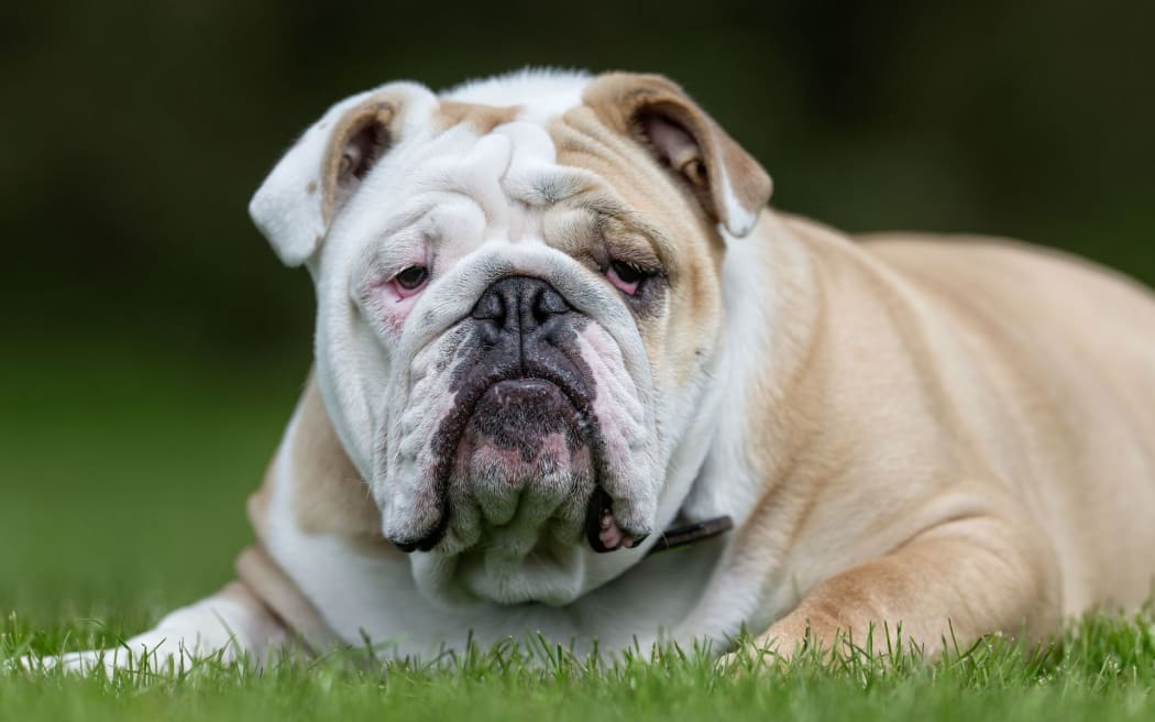 French bulldog trade me clearance