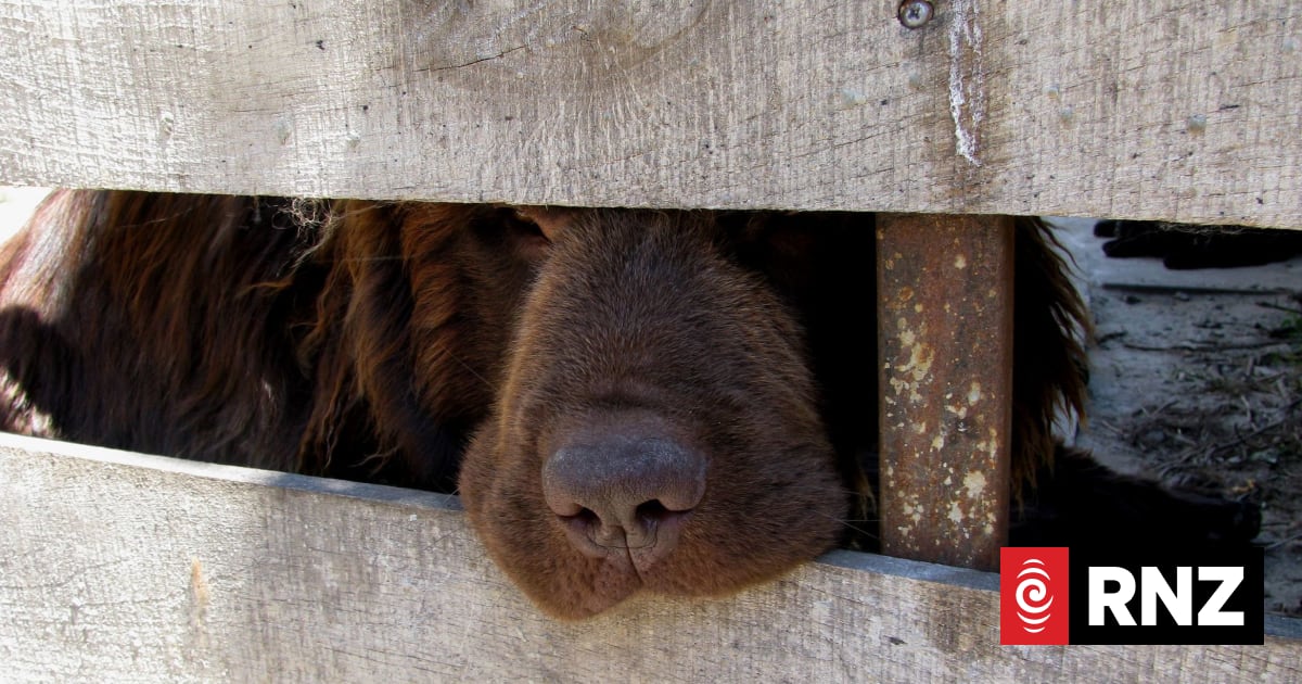 Government probes 'nasty' dog care services, proposes confinement fines