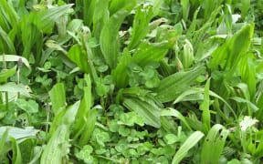 Plantain and clover pasture mix
