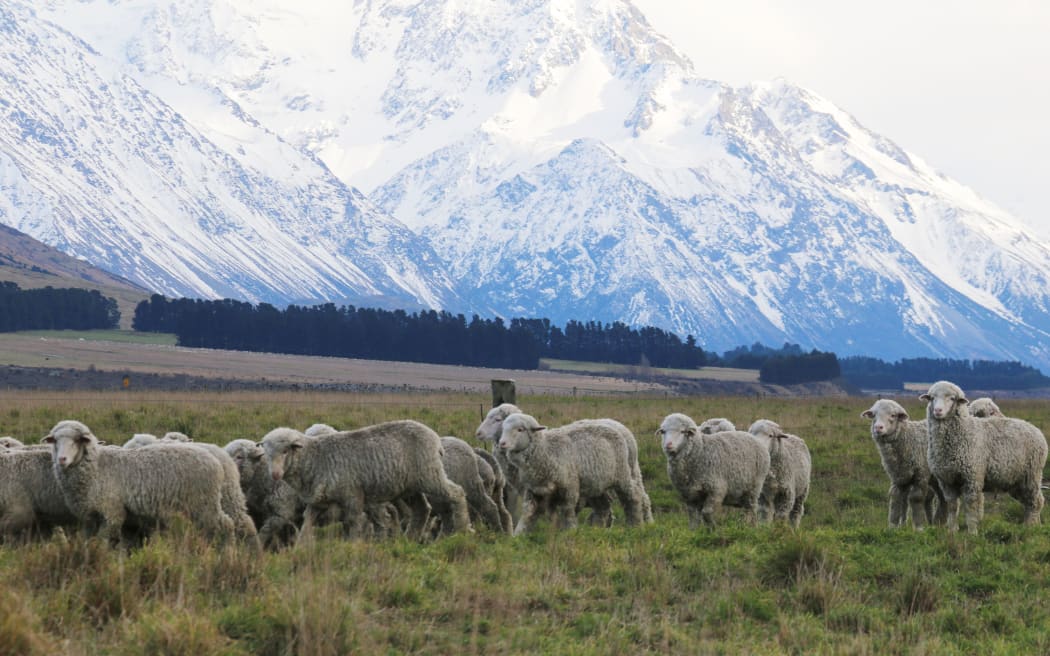 Merino sheep in Canterbury Country