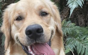 Luna is a two-year-old golden retriever who lives on Auckland’s Hibiscus Coast.