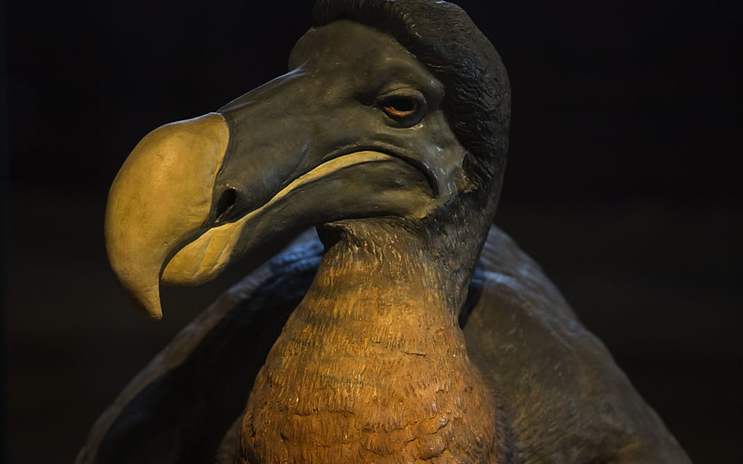 A stuffed dodo at the Museum of Natural History in Paris.
