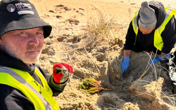 Te Haumihi kaimahi Herbert Readon and Debbie Brown remove sea spurge from a newly-discovered site at Kapowairua/Spirits Bay.