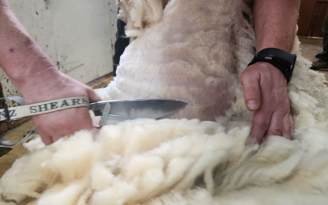 A close-up of a pair of blade shears held against the skin of a sheep, the fleece falling away in the foreground