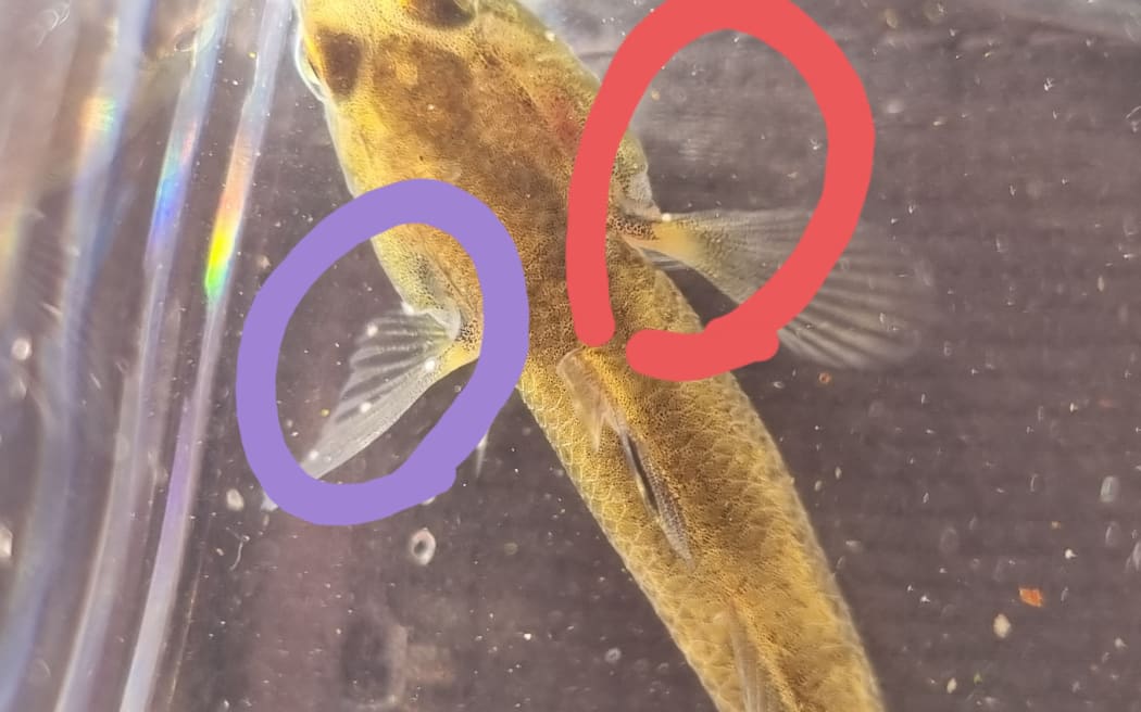 A close up of the back of a small brown speckled fish, with tiny white dots on its fins, circled in purple and red annotations.