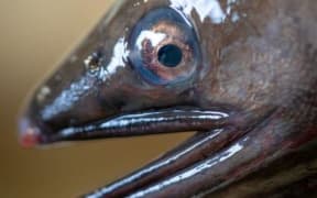 Migrating longfin eels develop particular physical characteristics including a blue ring around the eye. Their stomachs shrink and they cease eating.