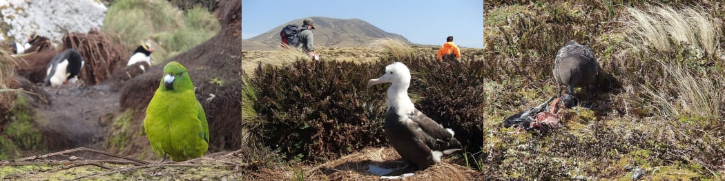 Antipodes Island wildlife: Antipodes parakeet in a penguin colony; an Antipodean wandering albatross chick; and a skua eating a sooty shearwater.