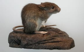 By Cliff from Arlington, VA, USA - Polynesian rat (Rattus exulans), CC BY 2.0