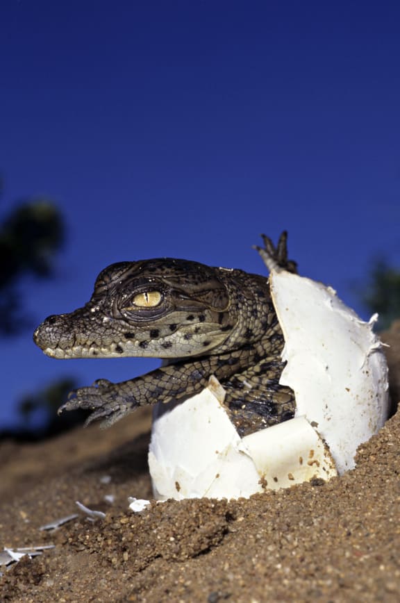 Nile crocodile outing of an egg after having broken it Kenya.