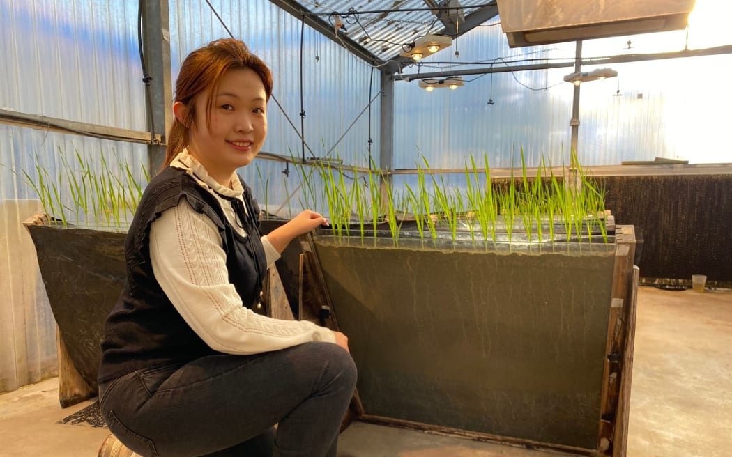 Kathy Liu is a masters student at Canterbury University and has been studying the effect of improving soil aeration with wood chips on plant growth.