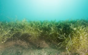 Caulerpa at Te Rāwhiti's Omakiwi Cove in the eastern Bay of Islands.