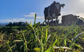 Dairy cow on pasture