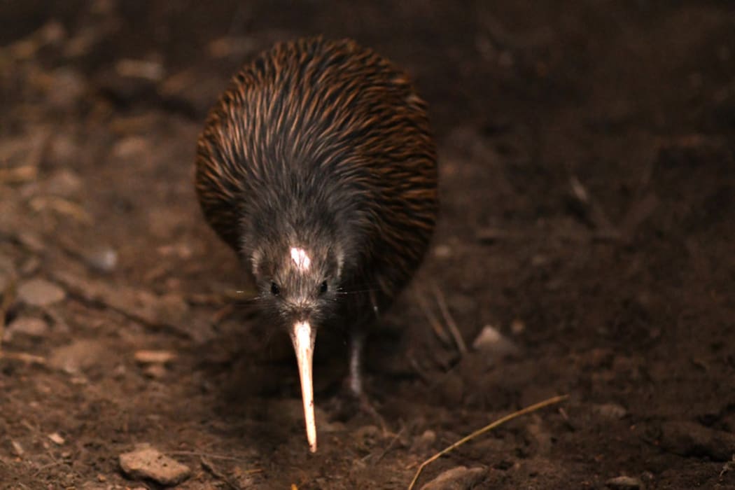 The North Island brown kiwi, Apteryx mantelli.