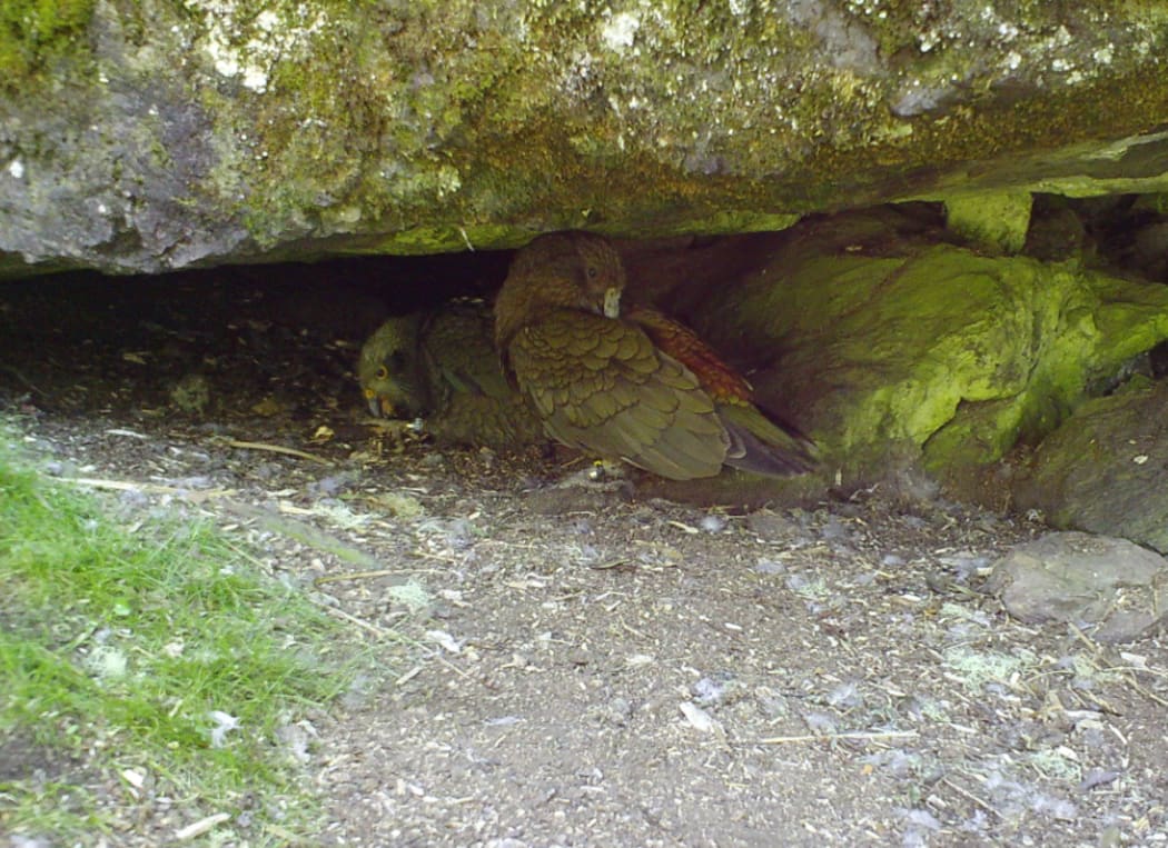 Motion sensor cameras outside monitored nests capture images of kea and any predator activity at the nest.