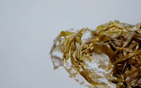 kelp