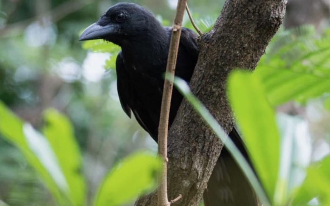Mariana Crow or Aga 